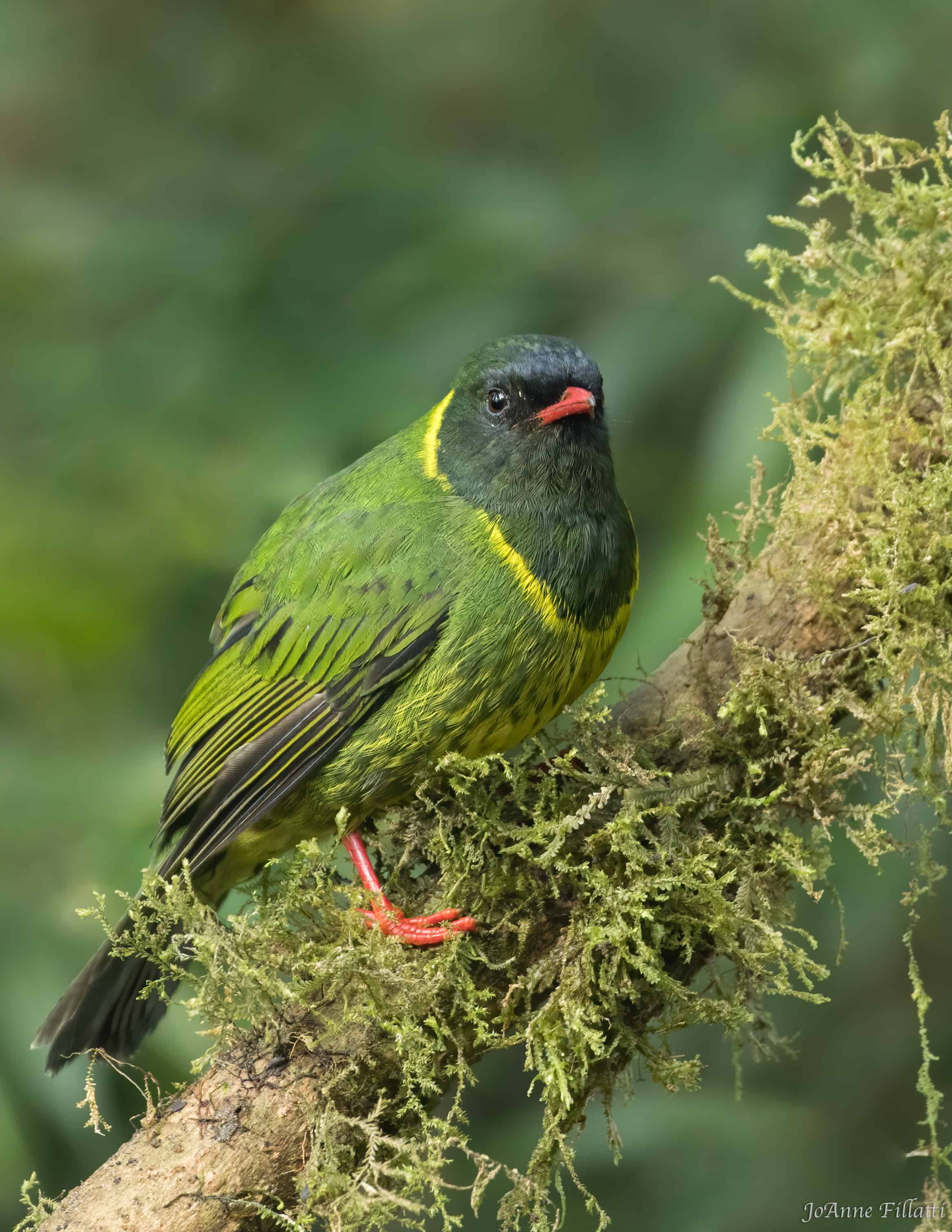 bird of colombia image 2